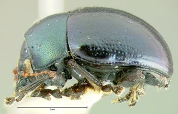 Media type: image;   Entomology 33863 Aspect: habitus lateral view